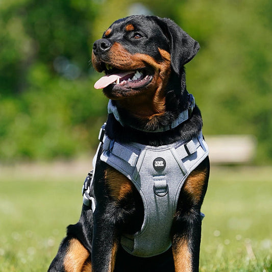 Navy Tweed Adjustable Harness