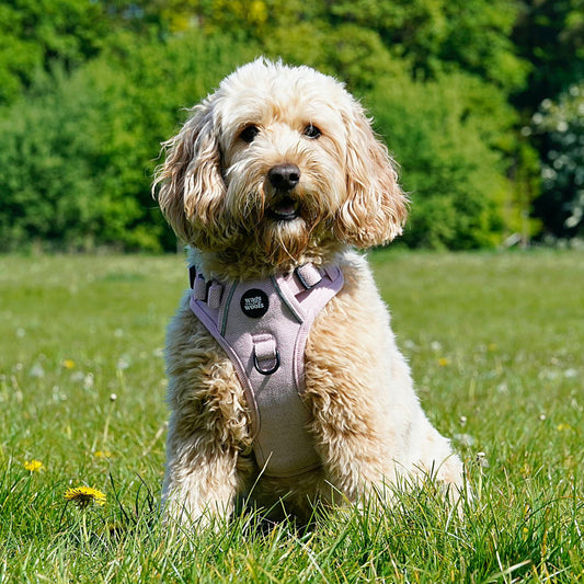 Pink Tweed Walking Set