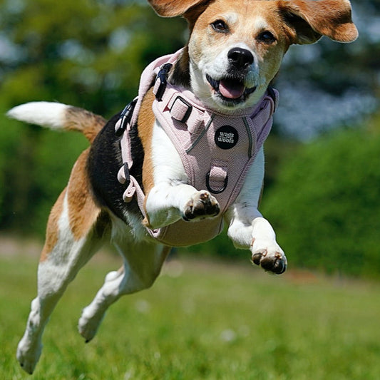 Pink Tweed adjustable Harness