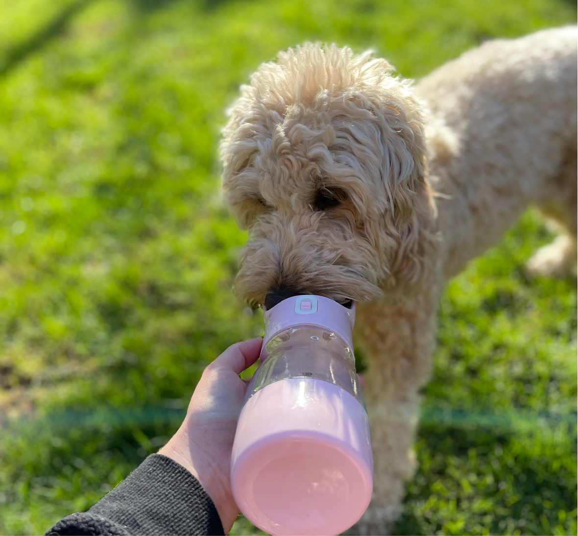 Water and Treat Bottle