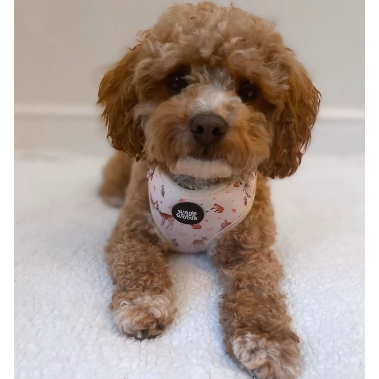 Forest Friends Harness Set