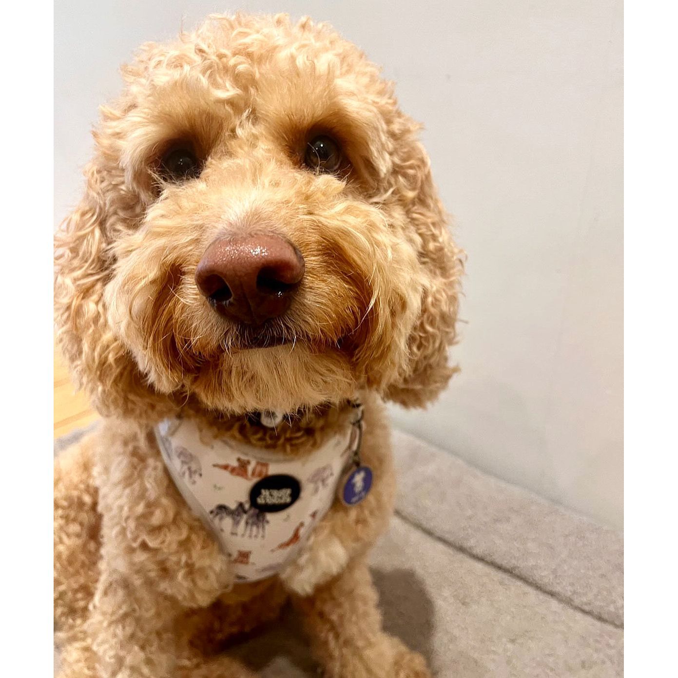 Wild at Heart Harness