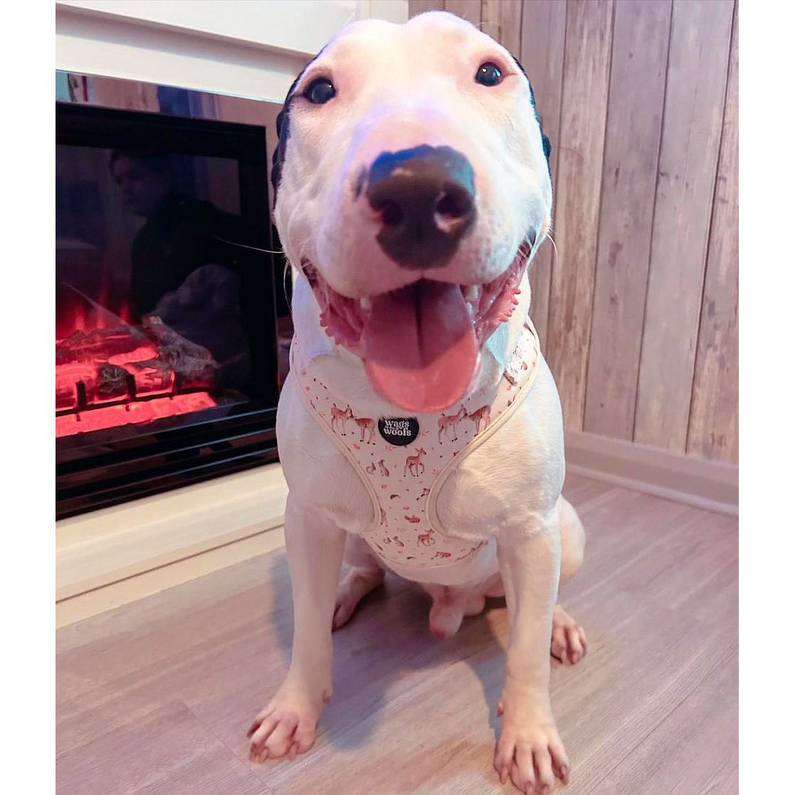 Forest Friends Dog Harness