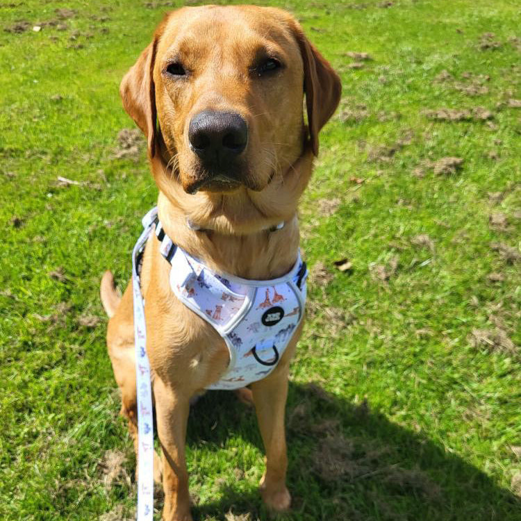 Wild at Heart Tough Harness and Lead Set