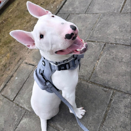 Navy Tweed Walking Set