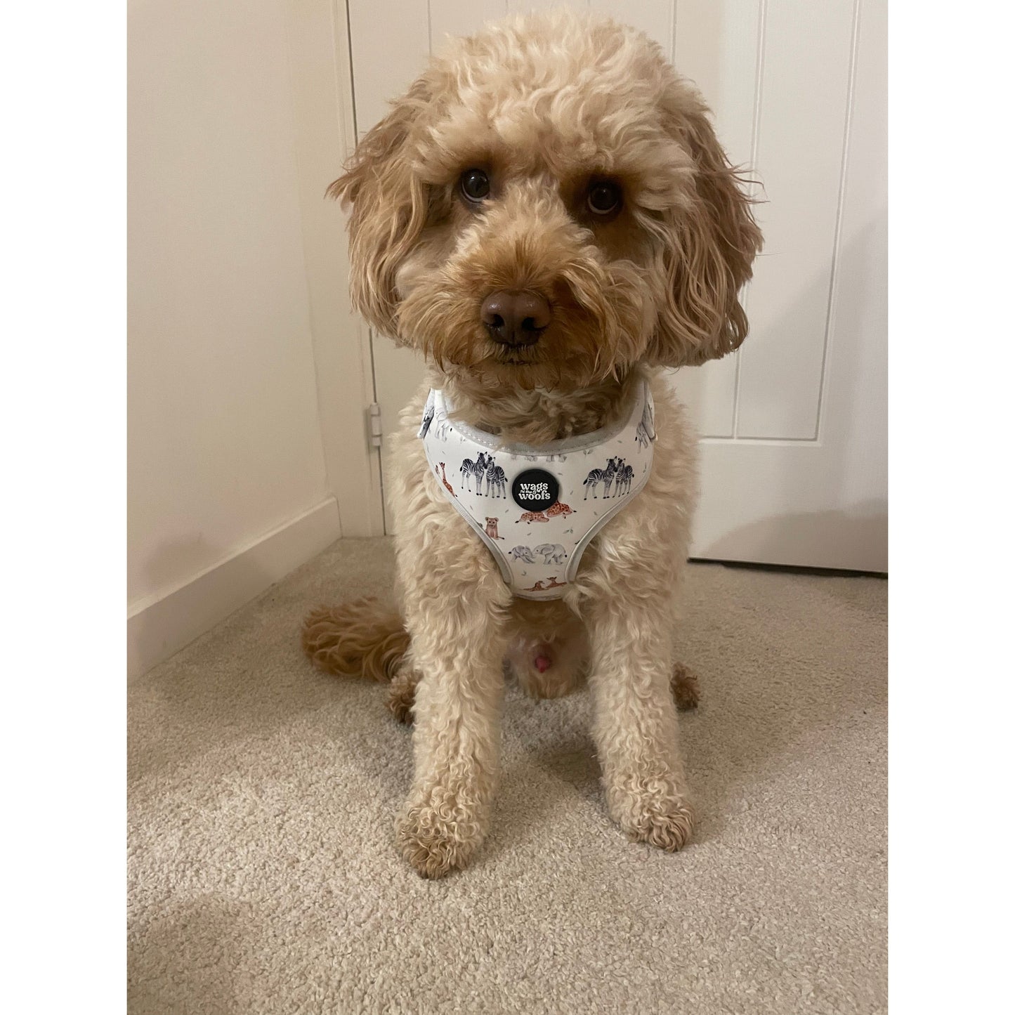 Wild at Heart Harness Set