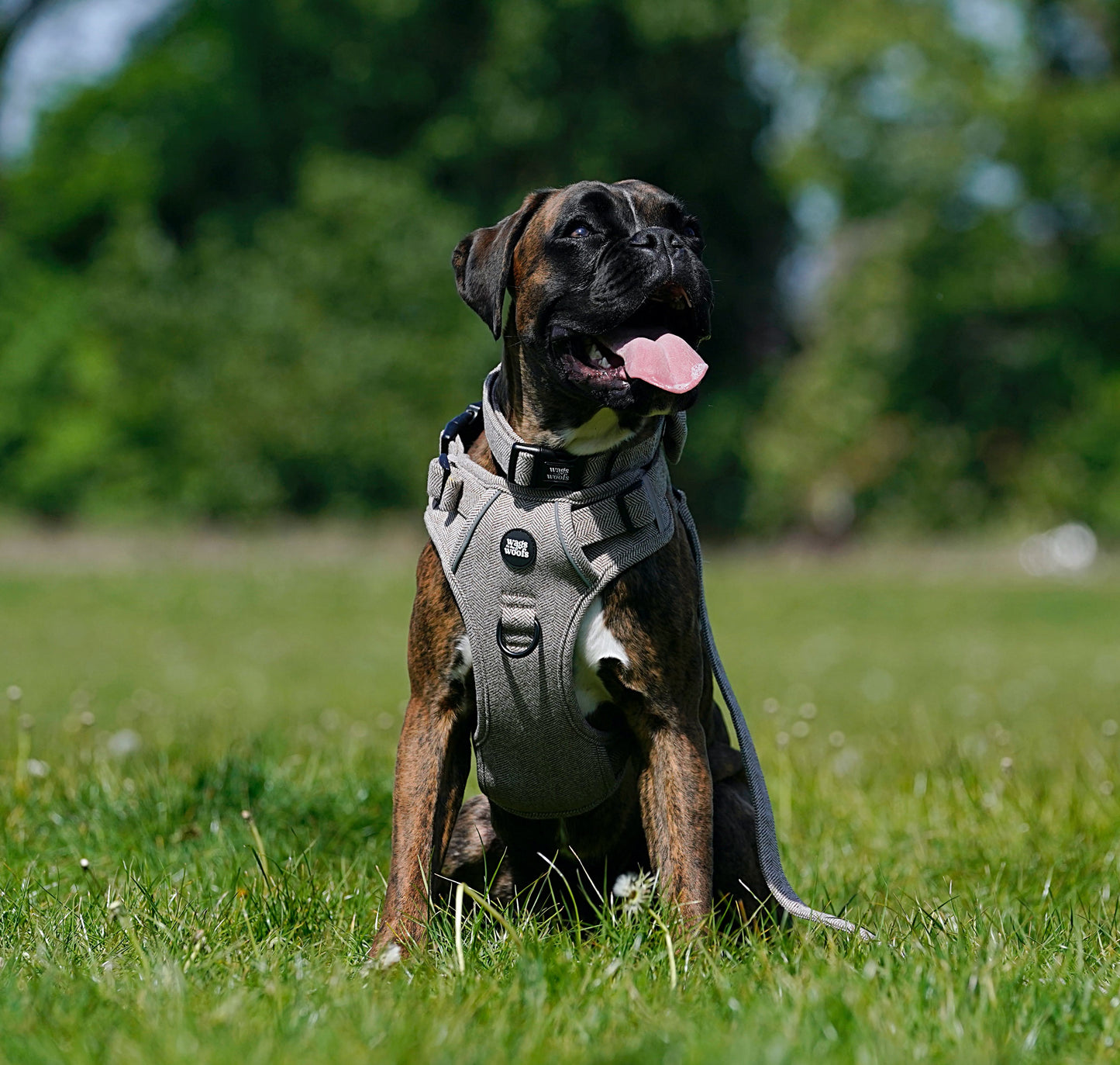 Brown Tweed Adjustable Harness