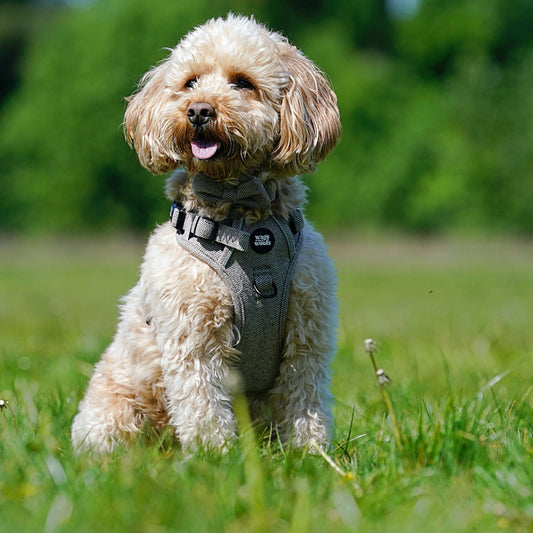 Brown Tweed Adjustable Harness