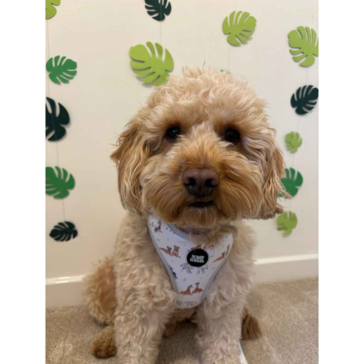 Wild at Heart Harness