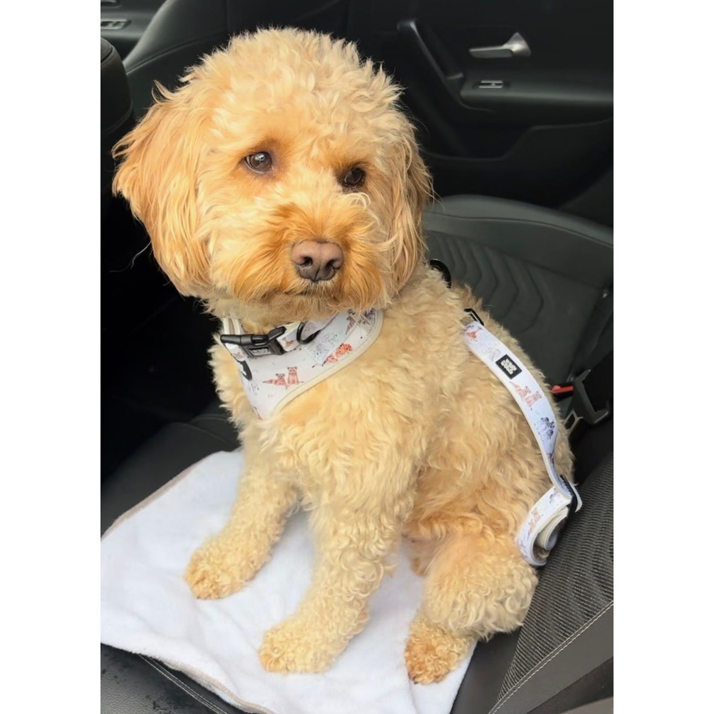 Wild at Heart Seatbelt