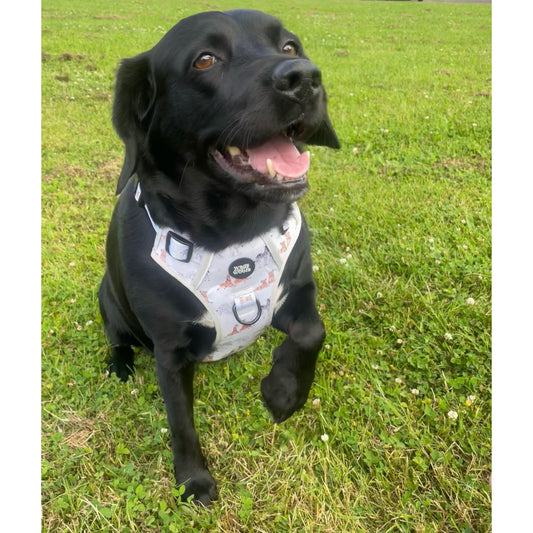 Wild at Heart Tough Harness