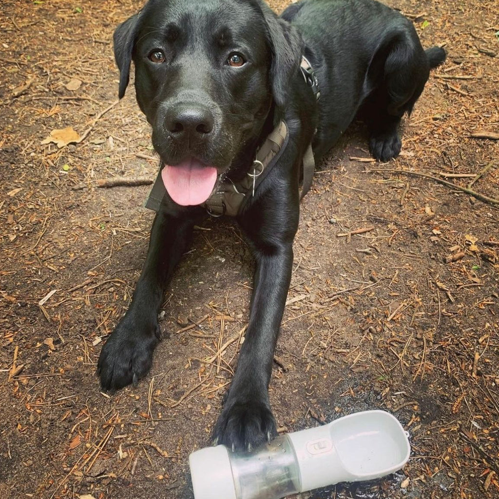 Water and Treat Bottle