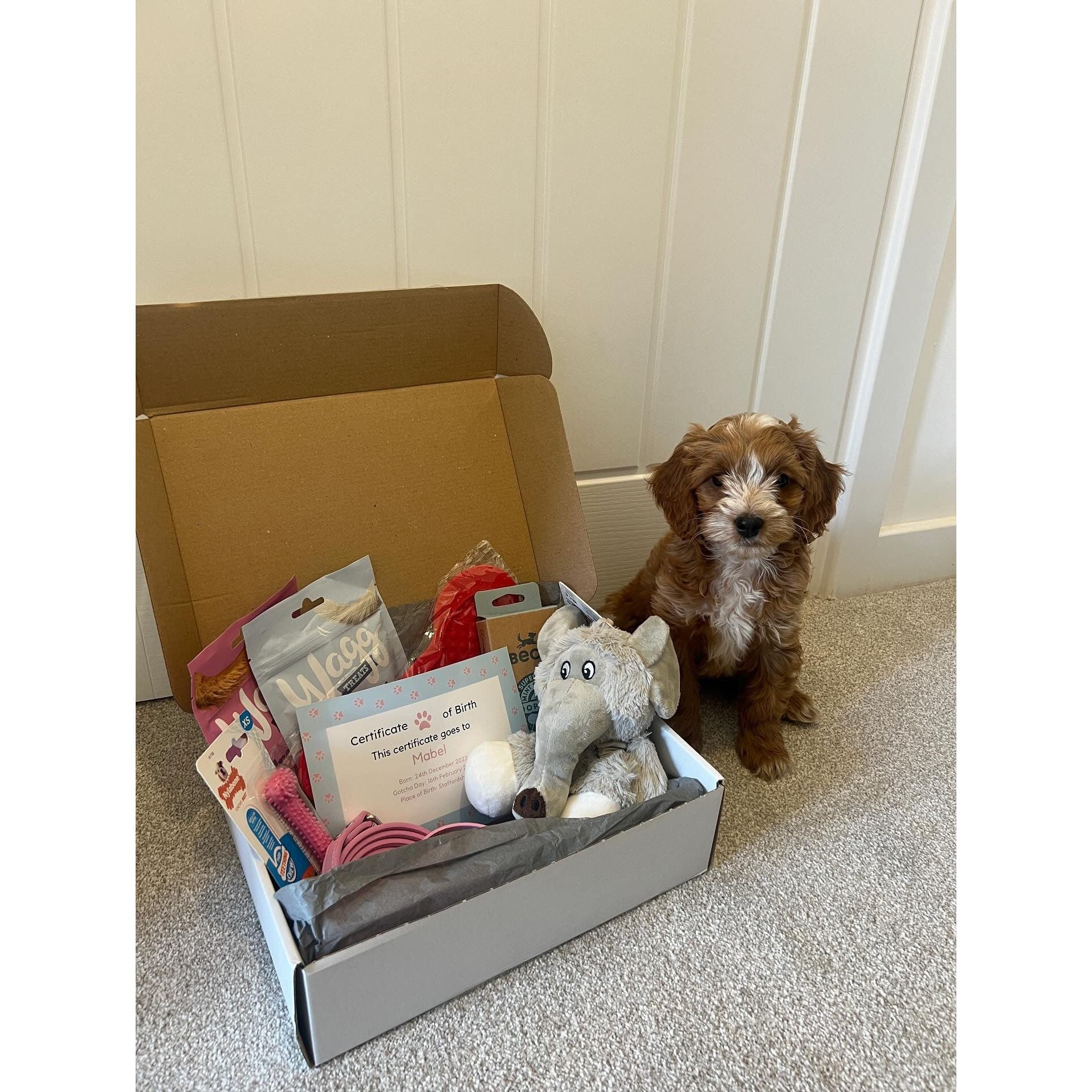 Puppy Pack