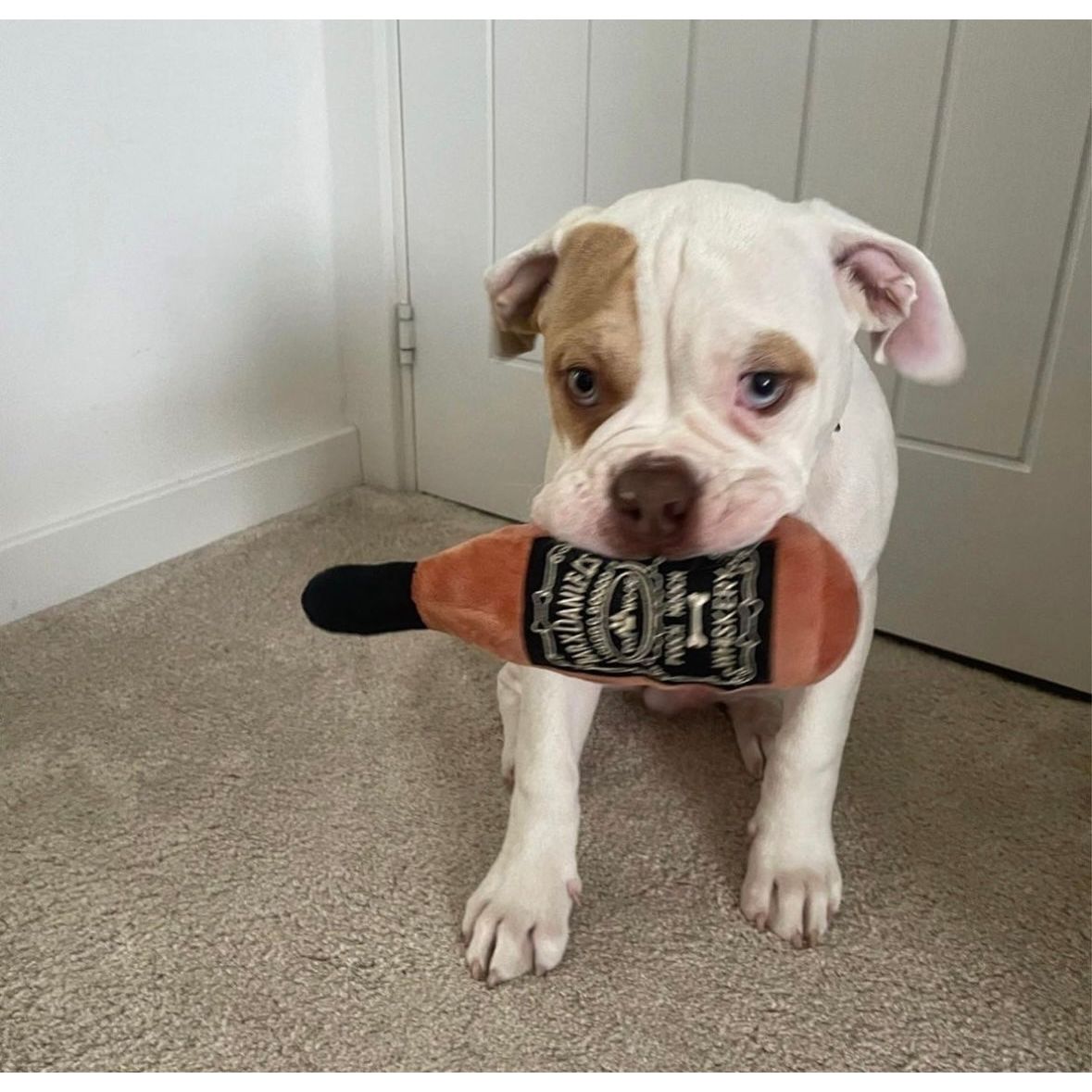 Bark Daniels
