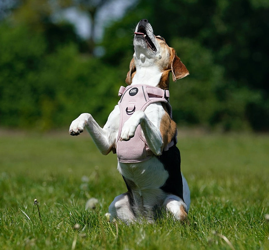 Pink Tweed adjustable Harness