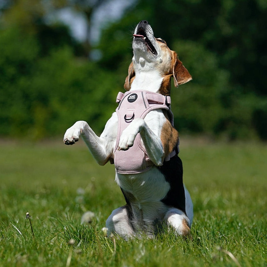 Pink Tweed adjustable Harness