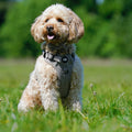 Brown Tweed Adjustable Harness