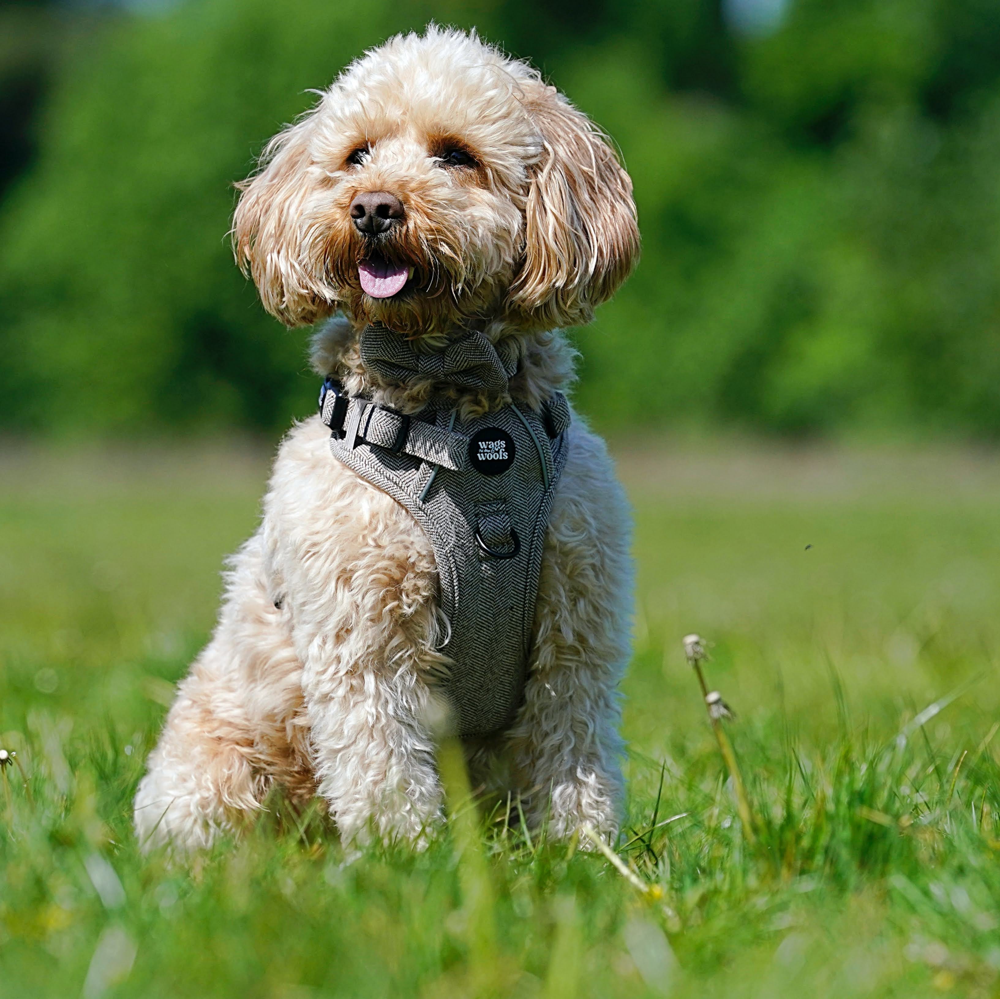 Brown Tweed Adjustable Harness