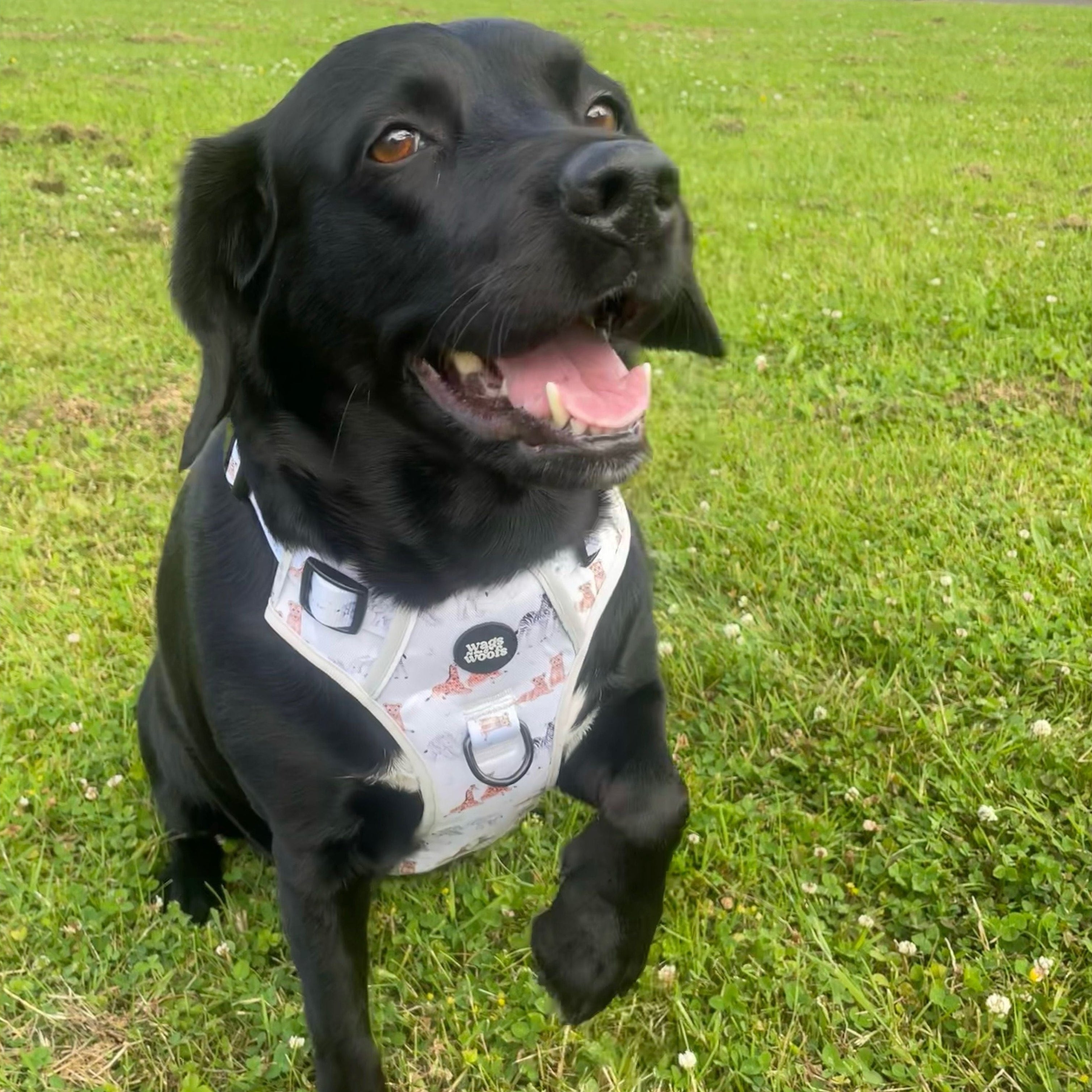 Wild at Heart Tough Harness and Lead Set